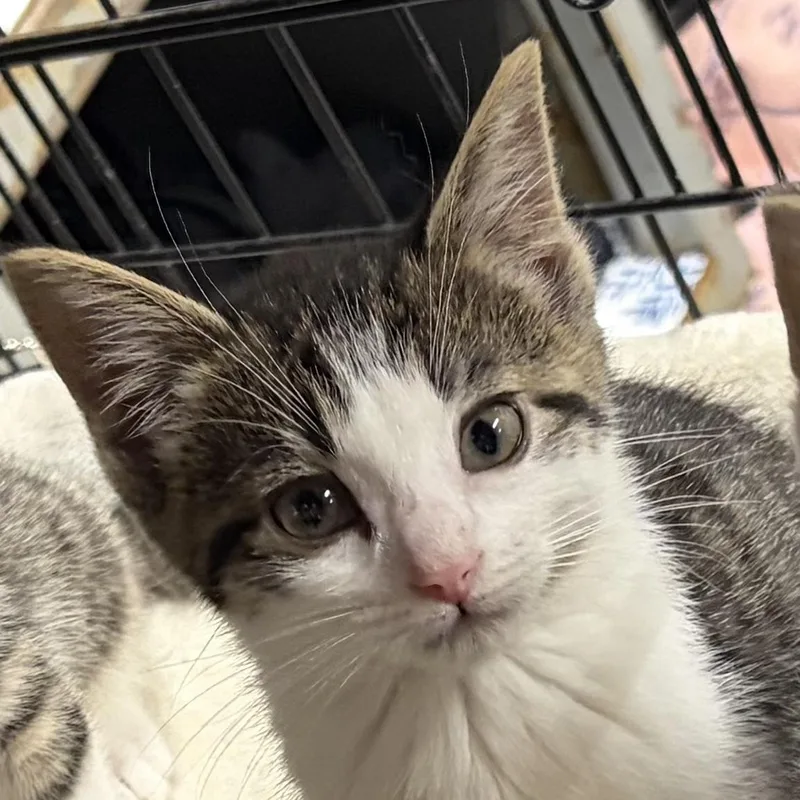 A baby medium-sized female Buff & White Domestic Short Hair cat named Sugar for adoption in White Lake, MI