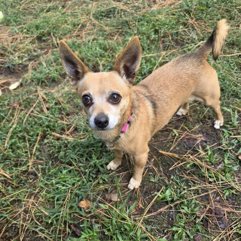 A senior small-sized female Chihuahua dog named Daisy Loo for adoption in Hillsborough , NC