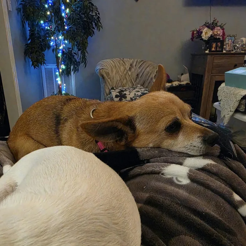 Daisy Loo thumbnail 3