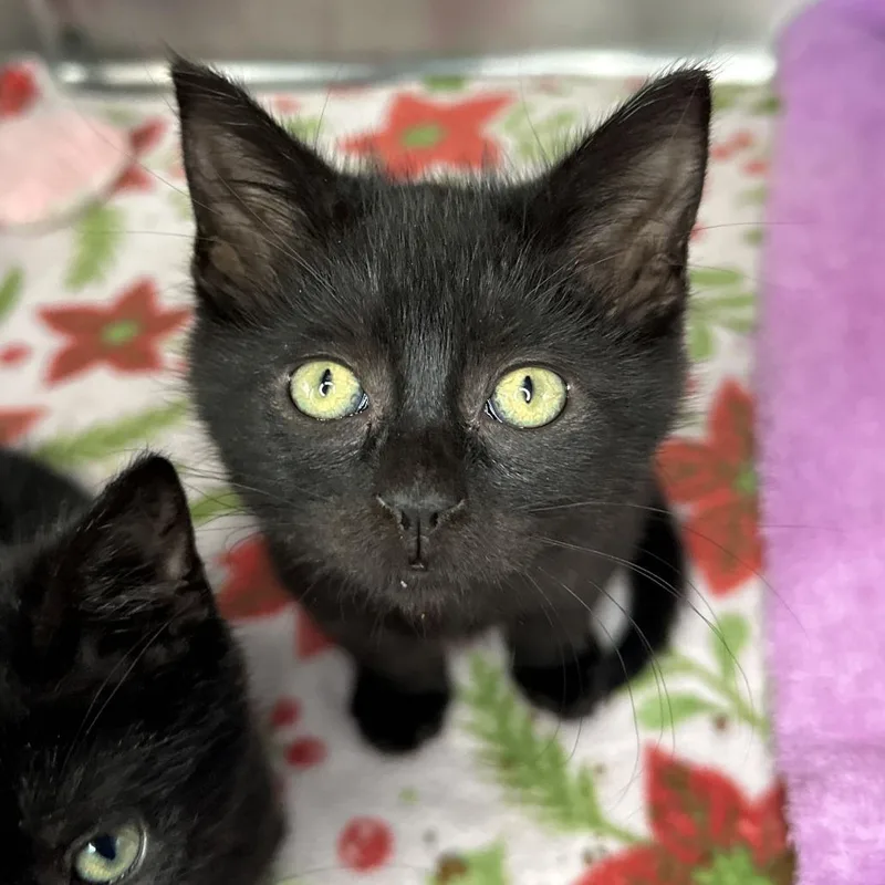 A baby small-sized male Black Domestic Short Hair cat named Aladdin for adoption in Matteson, IL