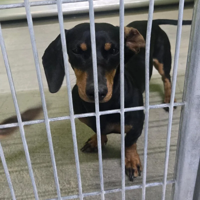 A young small-sized female Dachshund dog named Bea for adoption in San Jacinto, CA