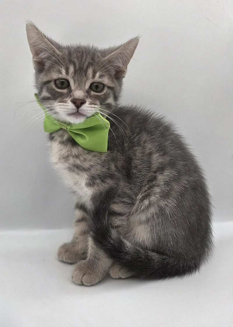 A baby medium-sized male Domestic Short Hair cat named March for adoption in Attalla, AL