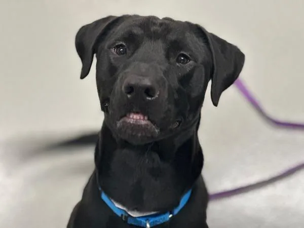 A young medium-sized male Mixed Breed dog named Coco Bread for adoption in Ridgewood, NY