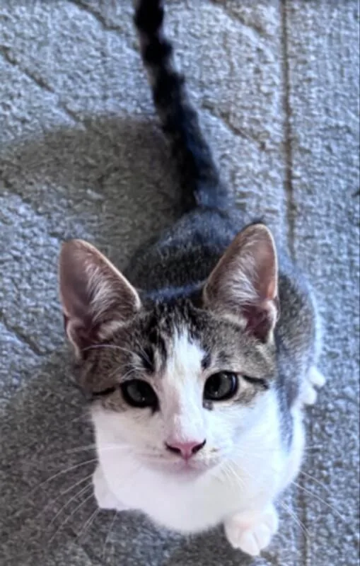 A young medium-sized male Tabby (Brown / Chocolate) Domestic Short Hair cat named Phillip for adoption in North Babylon, NY