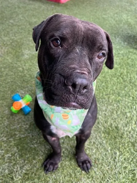An adult large-sized male Terrier dog named Jack for adoption in Miami, FL
