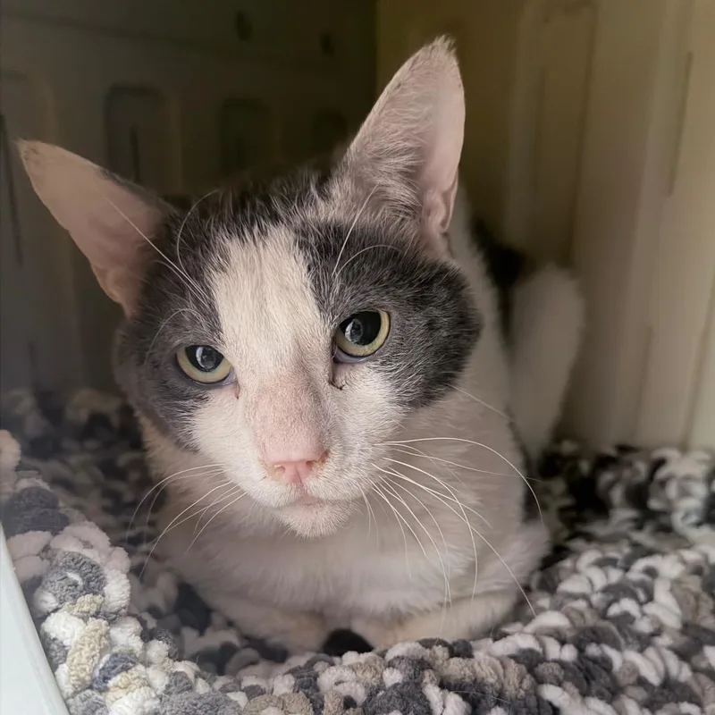 An adult large-sized male White Domestic Short Hair cat named Norman for adoption in Titusville, FL