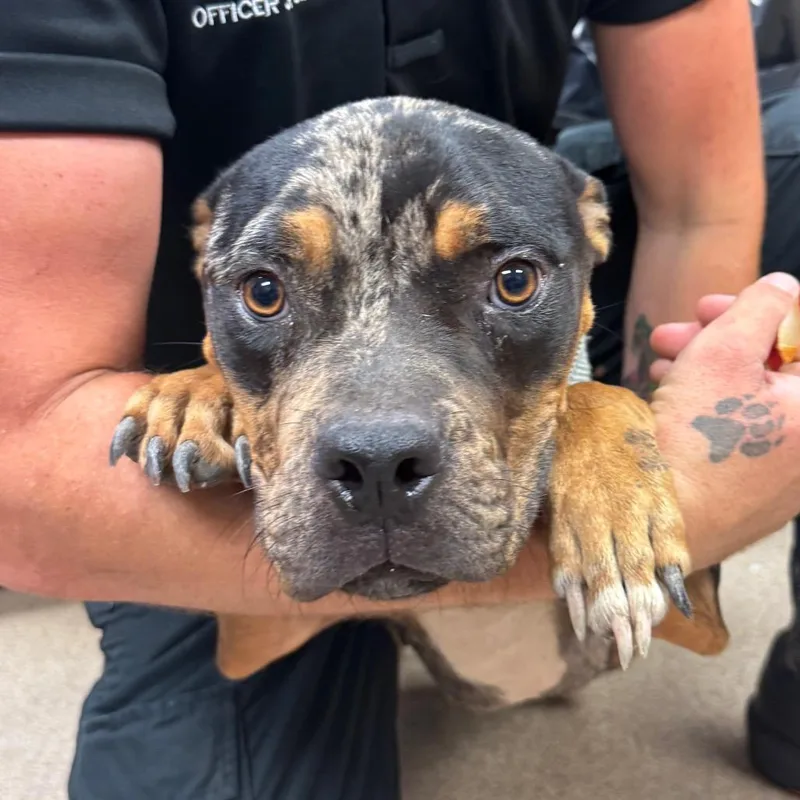 A young medium-sized female Pit Bull Terrier dog named Aggie for adoption in Hinesville, GA