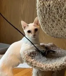 An adult small-sized female Domestic Short Hair cat named Oswalda for adoption in Bellevue, WA