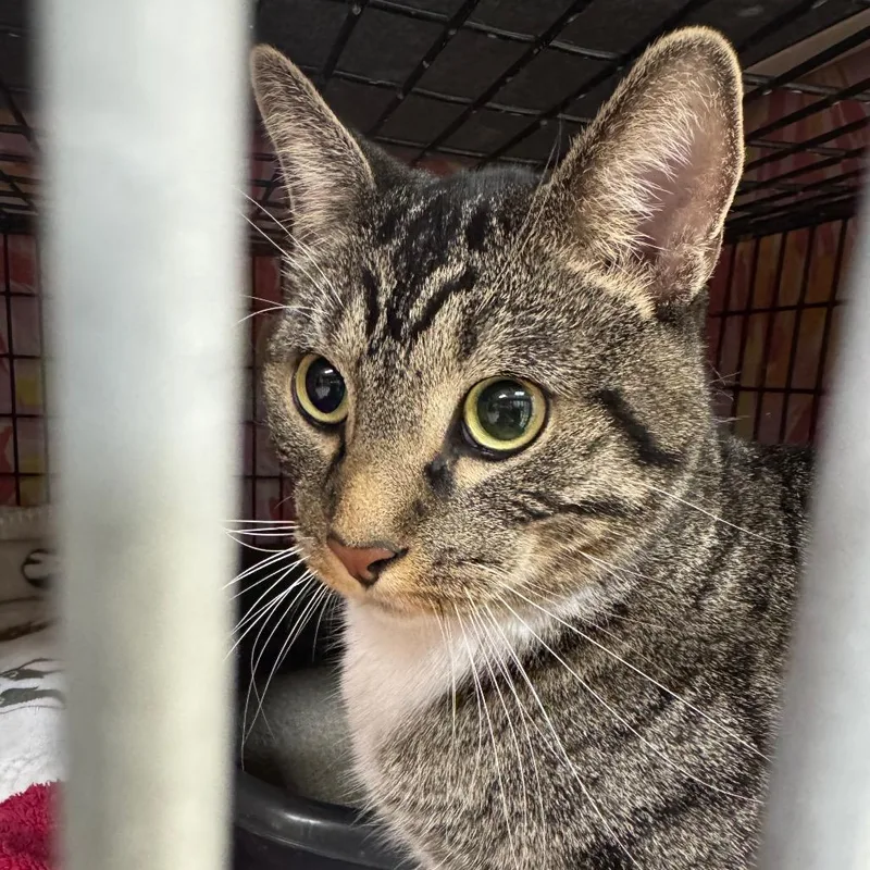 An adult small-sized male Brown / Chocolate Domestic Short Hair cat named Bentley for adoption in Milford, IA