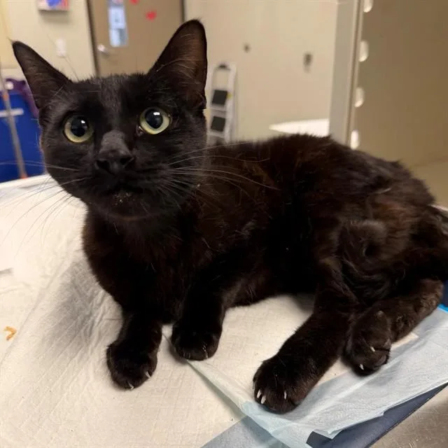 A young small-sized female Domestic Short Hair cat named Selene for adoption in Ontario, CA