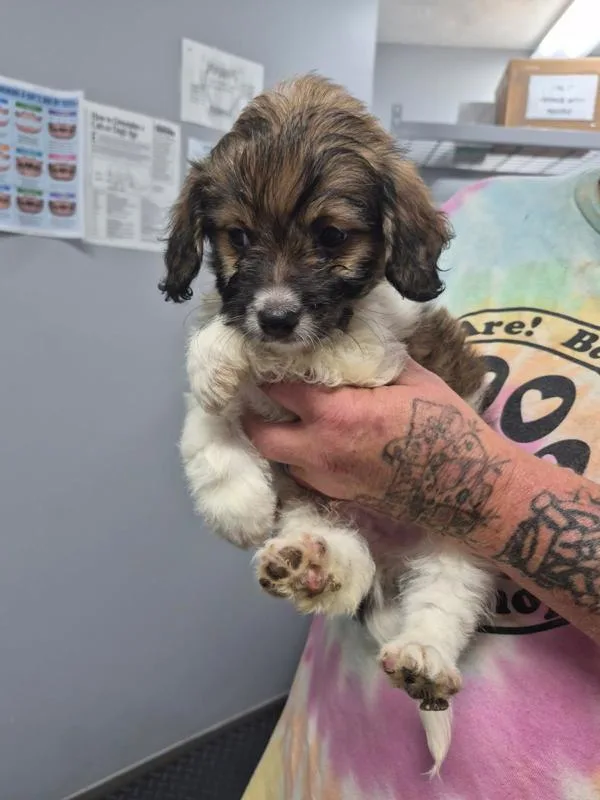 A baby small-sized male Terrier dog named Sam for adoption in Morristown, TN