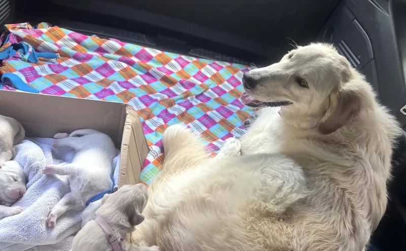 A baby large-sized male Great Pyrenees dog named Rider SAT Texas Icon for adoption in Quinlan, TX