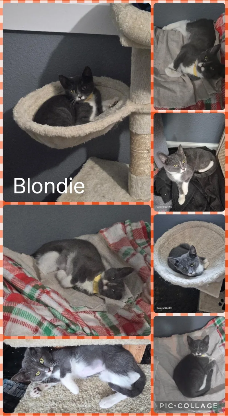 A baby small-sized female Gray & White Domestic Short Hair cat named Blondie for adoption in Newberg, OR