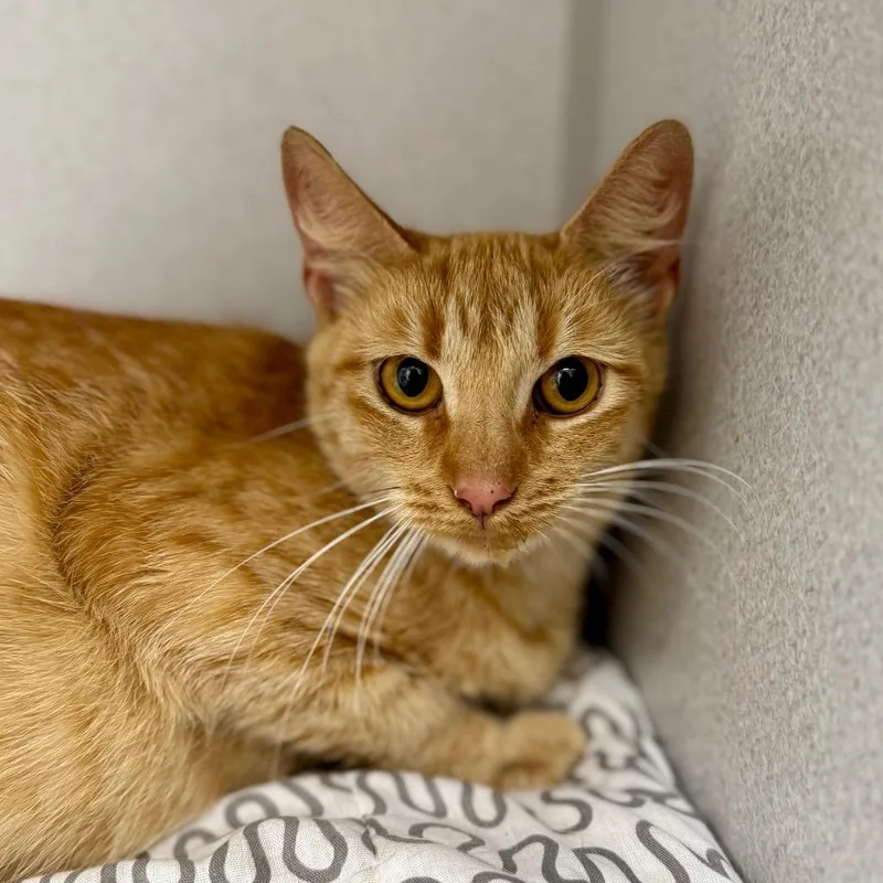 A young small-sized female Domestic Short Hair cat named Ollie for adoption in Los Angeles, CA