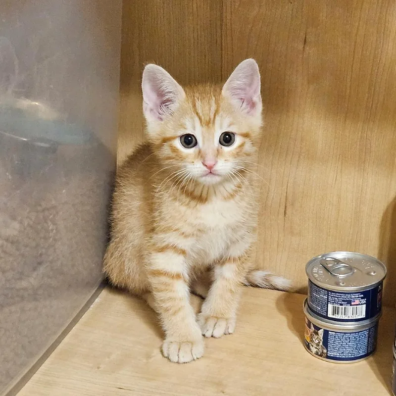 A baby small-sized male Orange / Red Domestic Short Hair cat named Miso for adoption in Flower Mound, TX
