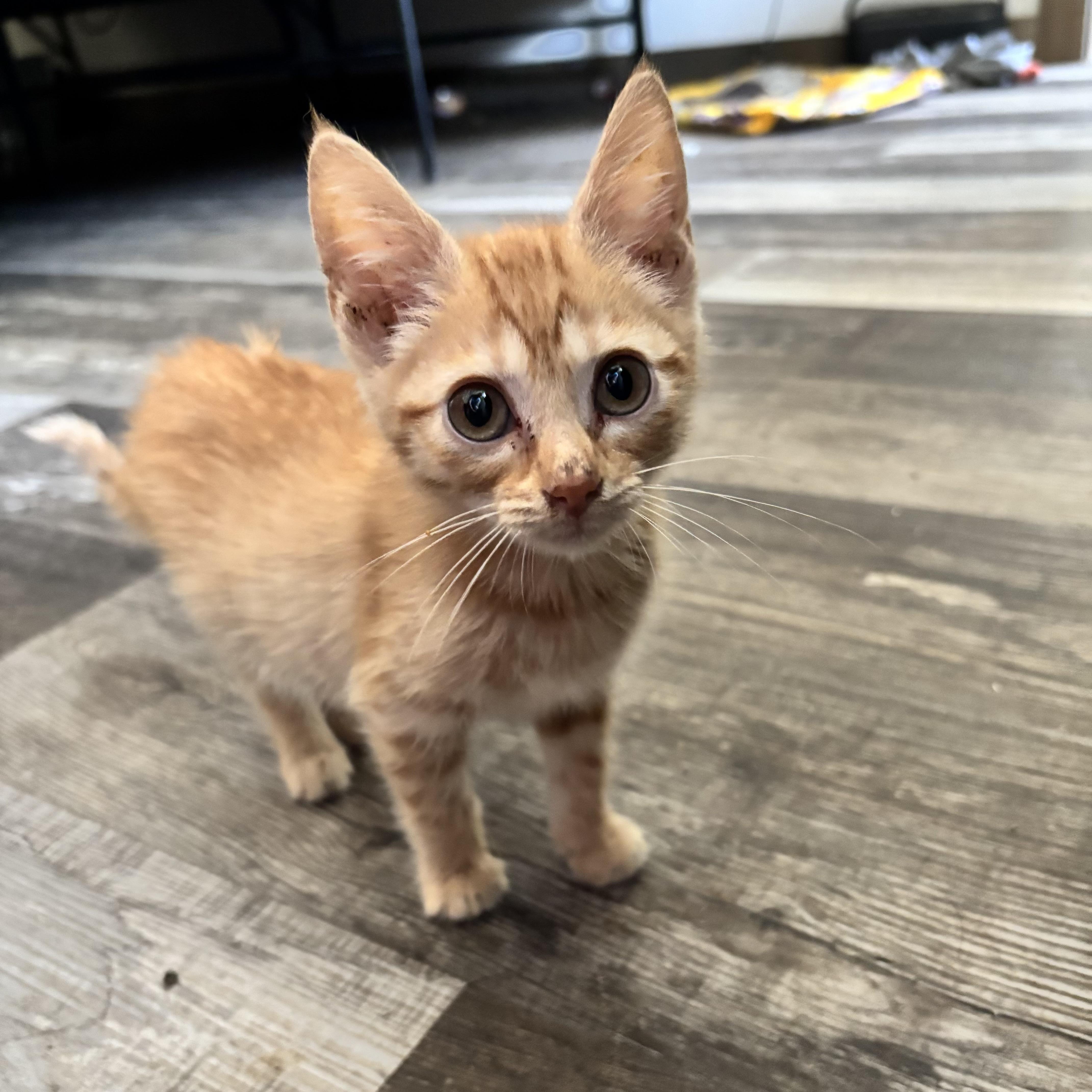 A baby small-sized male Tabby (Orange / Red) Domestic Short Hair cat named Utah for adoption in Bentonville, AR