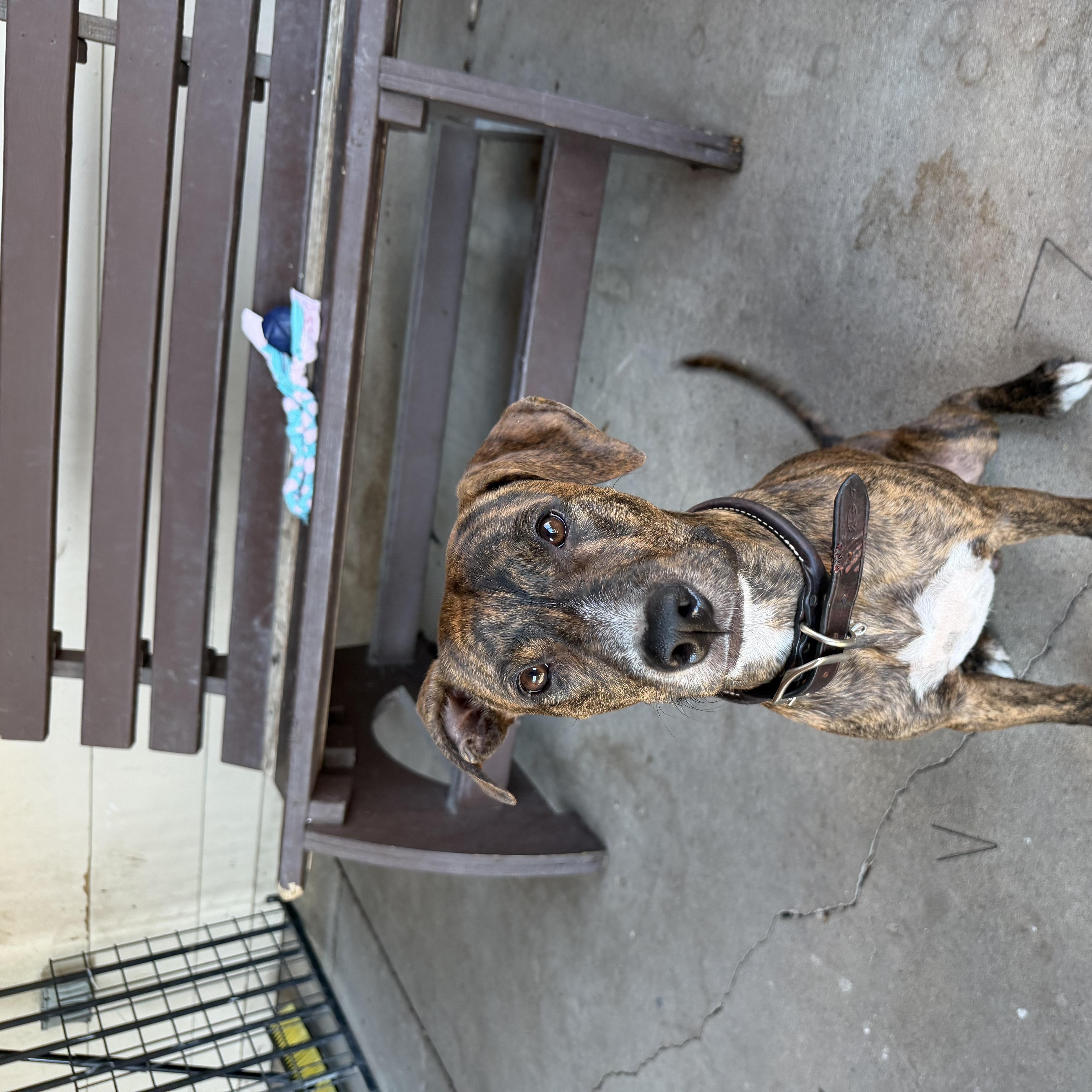 An adult medium-sized male Brindle Plott Hound dog named Macchiato for adoption in Plano, TX