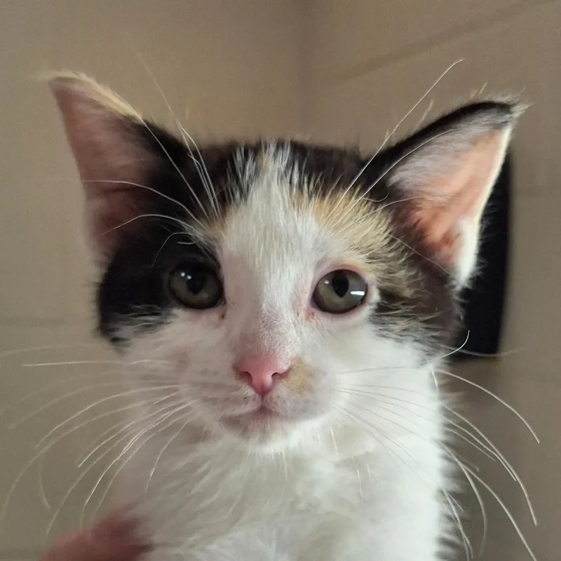 A baby small-sized female Calico Domestic Short Hair cat named Snow White for adoption in Zanesville, OH