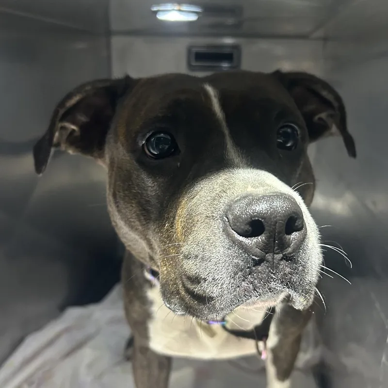 An adult medium-sized female Brindle Mixed Breed dog named Candy Girl for adoption in Philadelphia, PA