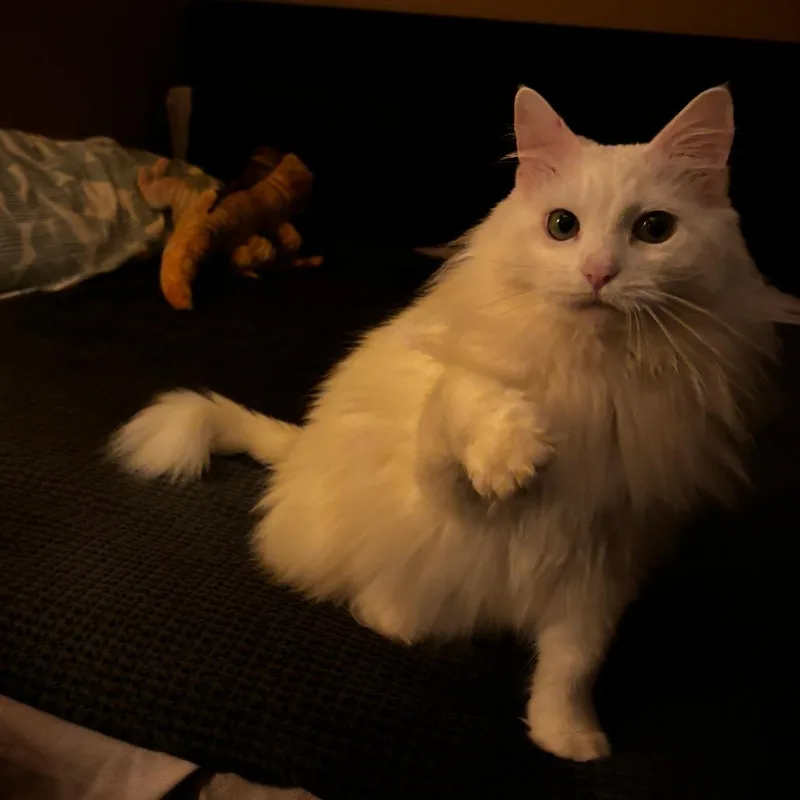 A senior large-sized female White Domestic Long Hair cat named Rocket for adoption in Gainesville, FL
