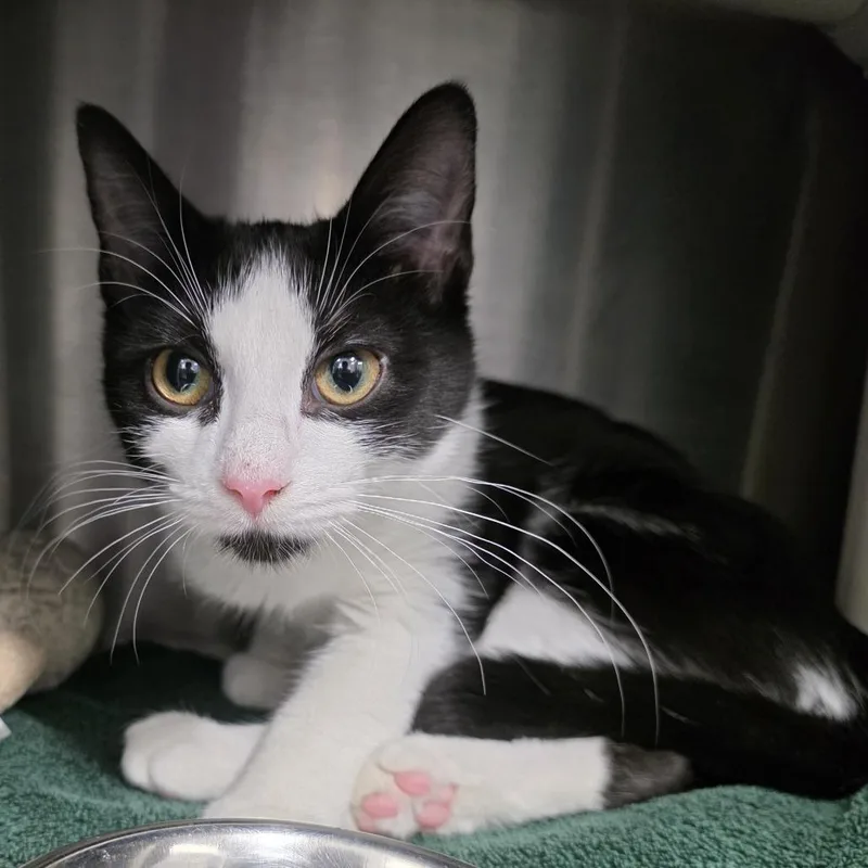 Posh Spice thumbnail 2