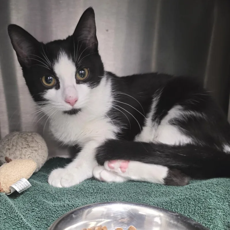 Posh Spice thumbnail 3