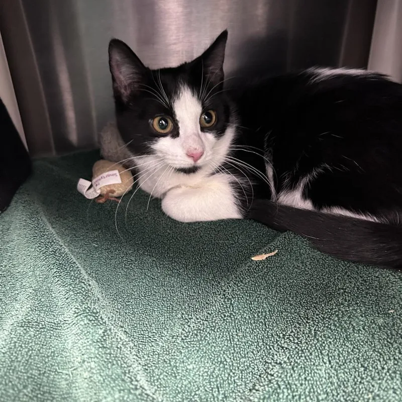 Posh Spice thumbnail 4