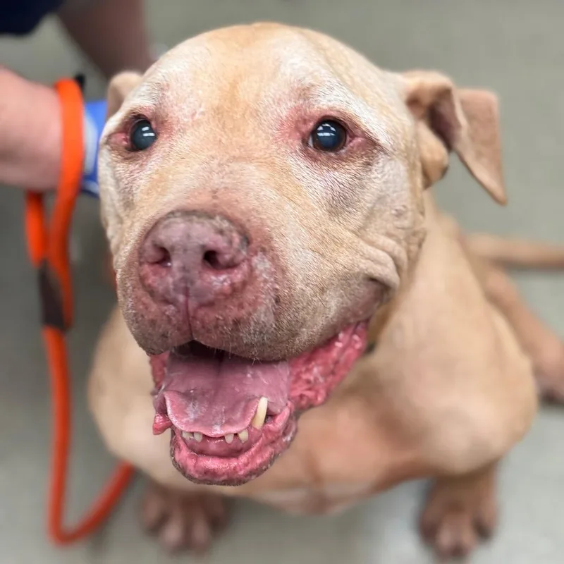 A senior large-sized male Yellow / Tan / Blond / Fawn Pit Bull Terrier dog named Mutt for adoption in Birdsboro, PA