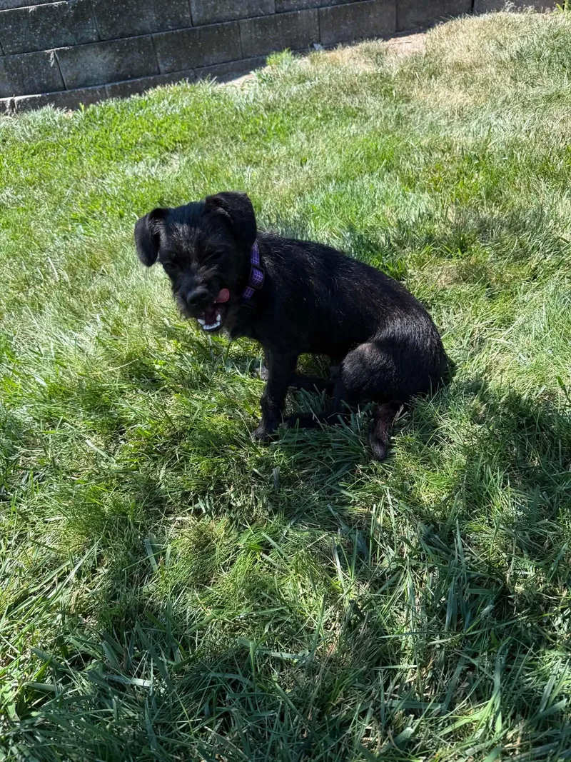 A baby small-sized male Black Terrier dog named Barkley for adoption in Cedar Rapids, IA