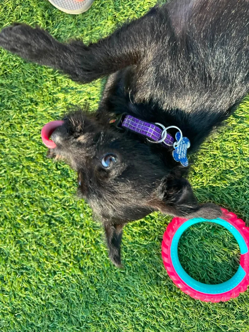 Barkley thumbnail 3