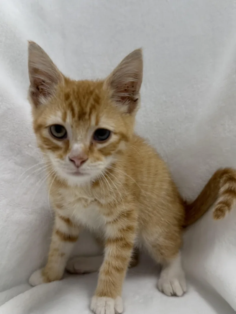 A baby medium-sized male Tabby (Orange / Red) Domestic Short Hair cat named Cruise for adoption in Greensboro, NC