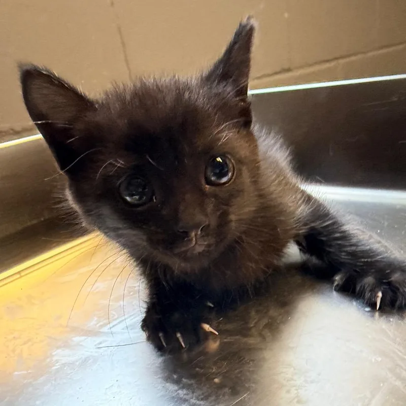 A baby small-sized female Black Domestic Short Hair cat named Kendell for adoption in Tuscaloosa, AL