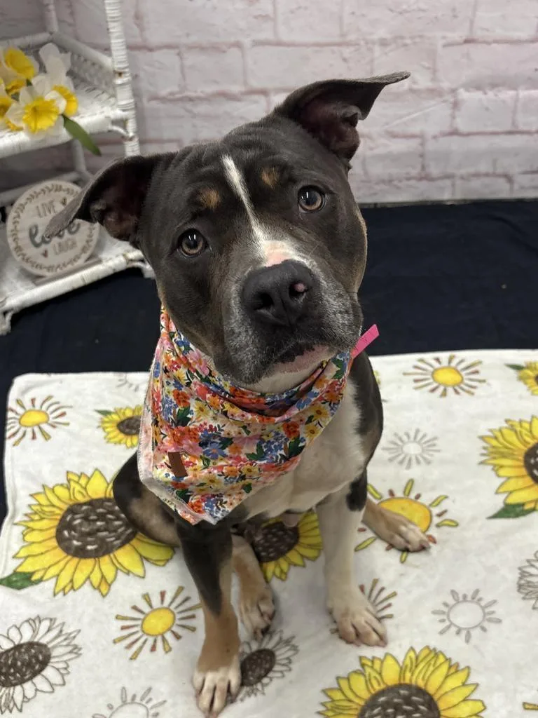 An adult large-sized female Mixed Breed dog named Adi for adoption in Detroit, MI