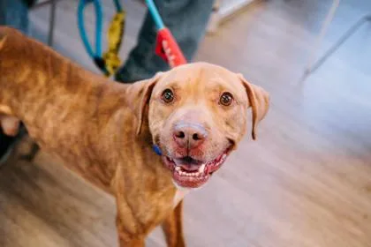 Fire Cracker thumbnail 2