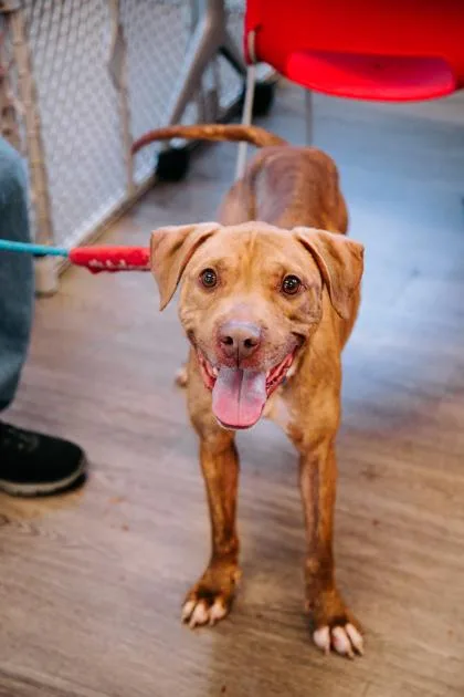 Fire Cracker thumbnail 3