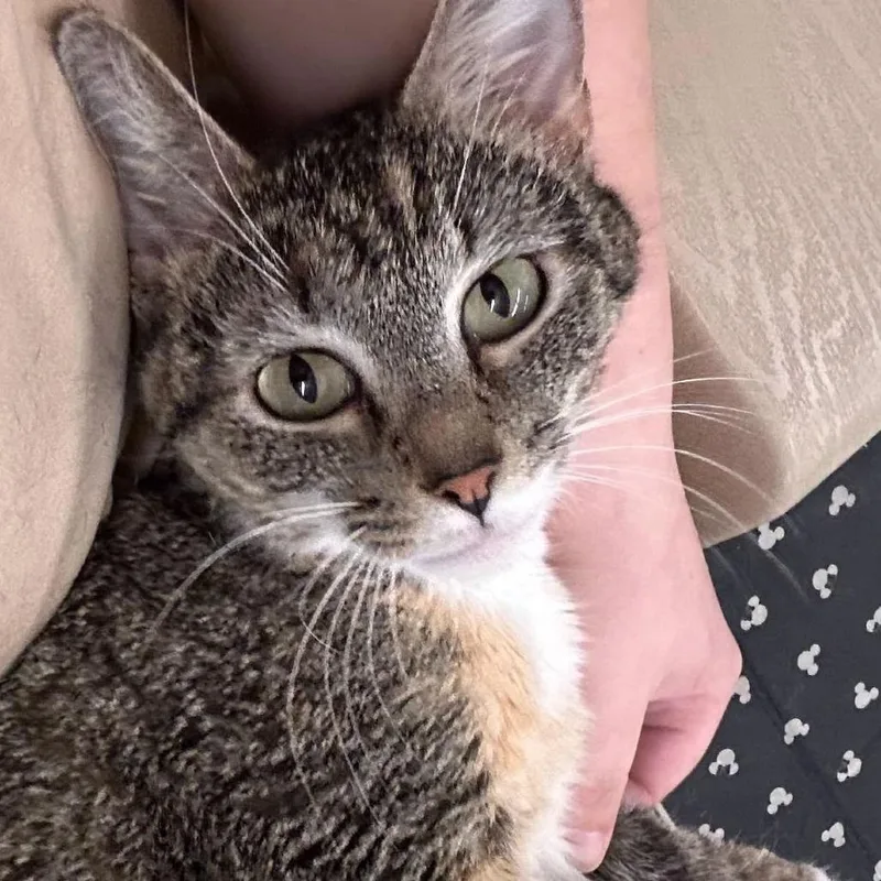An adult small-sized female Torbie Domestic Short Hair cat named Annie for adoption in Falls Church, VA