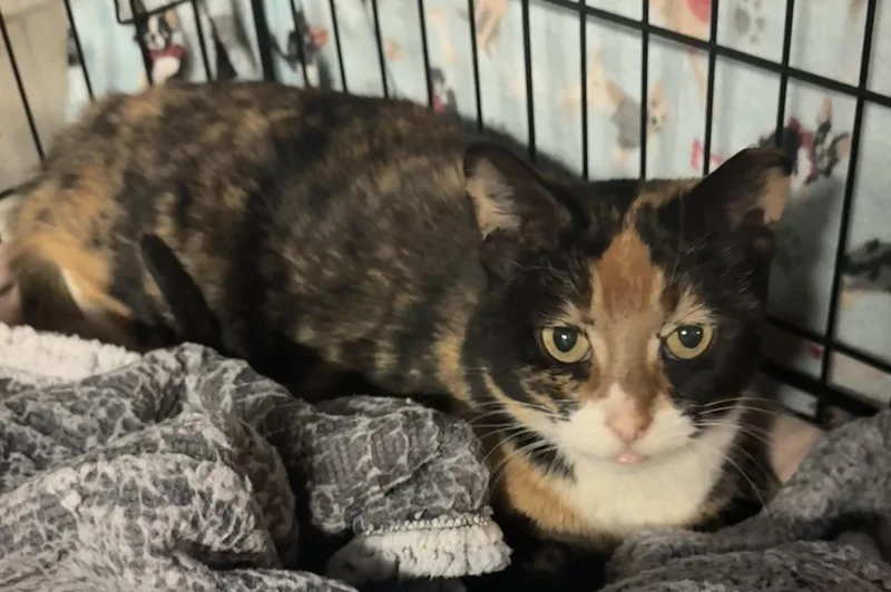 An adult large-sized female Tortoiseshell Tortoiseshell cat named Bridgette for adoption in Saginaw, MI