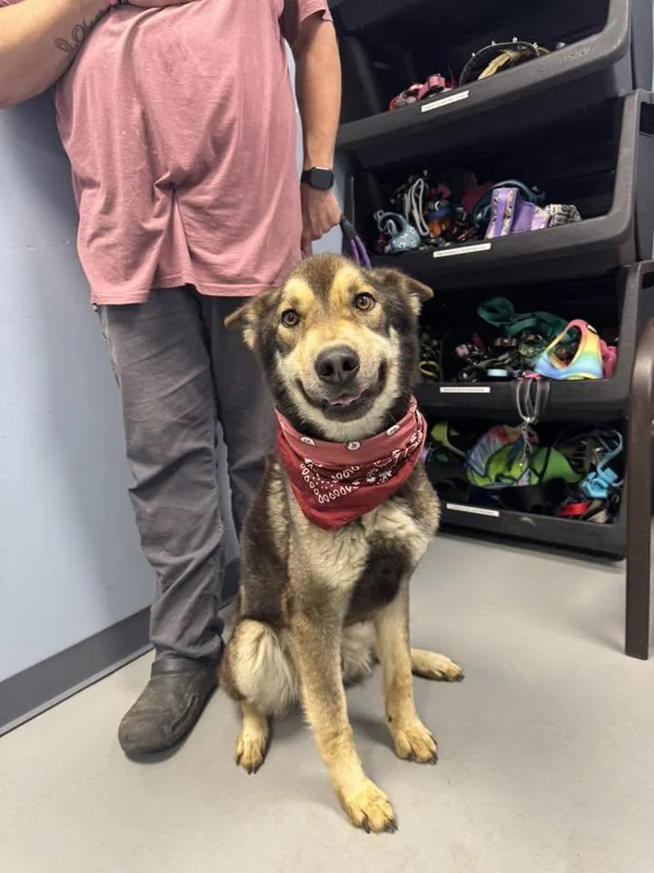 A young medium-sized male Bicolor Husky dog named Bob Ross for adoption in Zanesville, OH