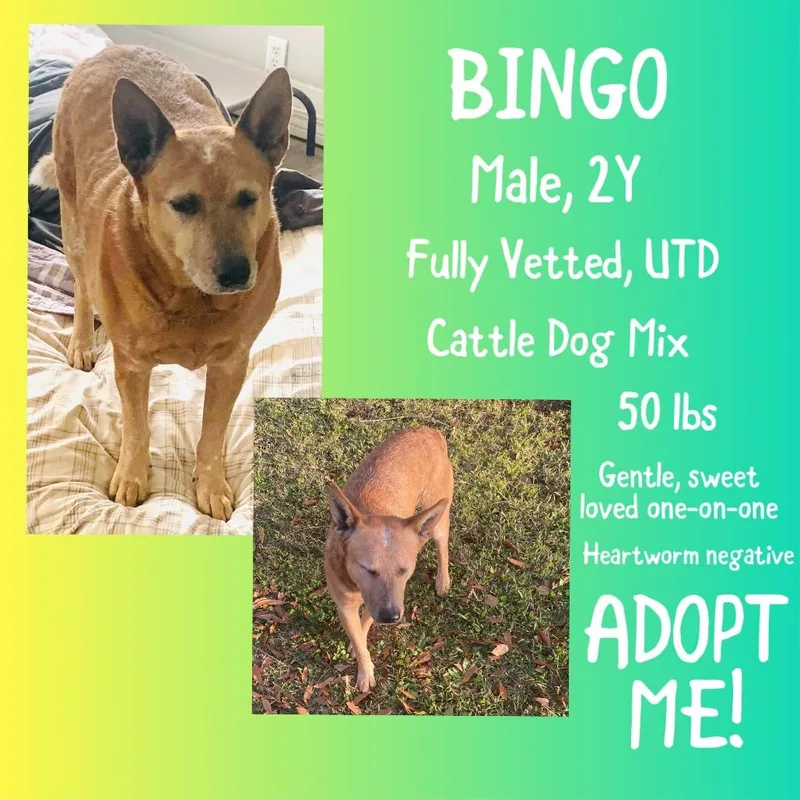 An adult large-sized male Red / Chestnut / Orange Mixed Breed dog named Bingo for adoption in Irvington, AL