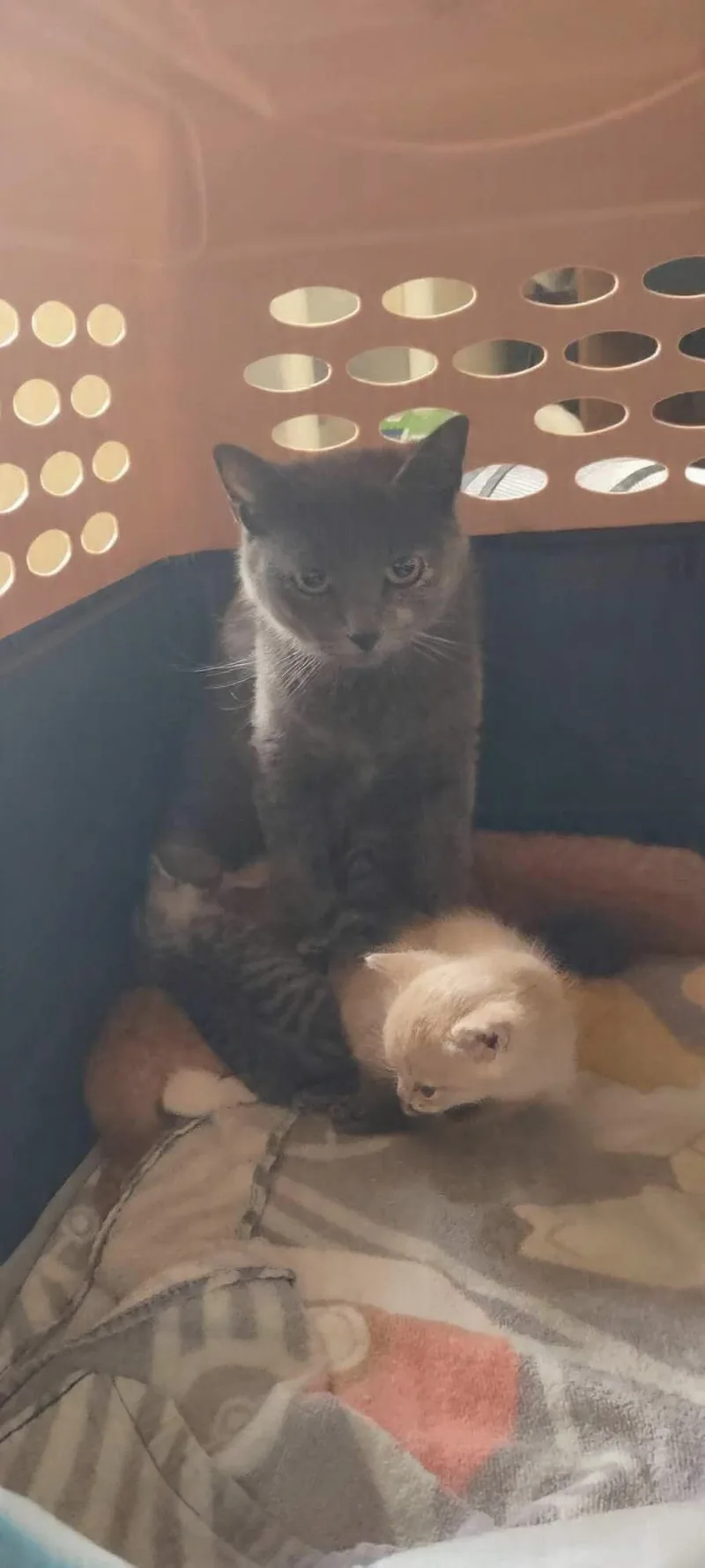 A young medium-sized female Domestic Short Hair cat named Gaia for adoption in Rio Linda, CA