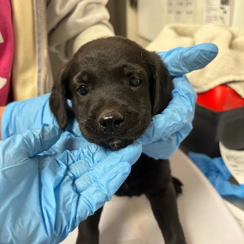 A baby small-sized female Black Australian Cattle Dog / Blue Heeler dog named Charlotte for adoption in Yuma, AZ