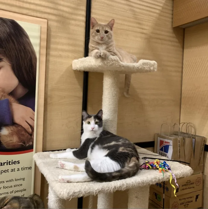 An adult small-sized male Orange / Red Domestic Short Hair cat named Ginger for adoption in Los Angeles, CA