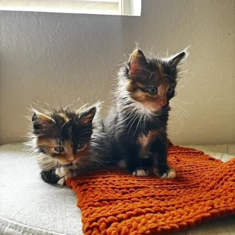 A baby small-sized female Calico cat named Ebi for adoption in Mesa, AZ