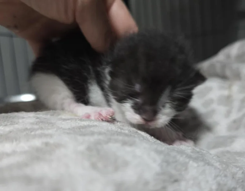 A baby small-sized male Domestic Short Hair cat named Sheik for adoption in Dickson, TN