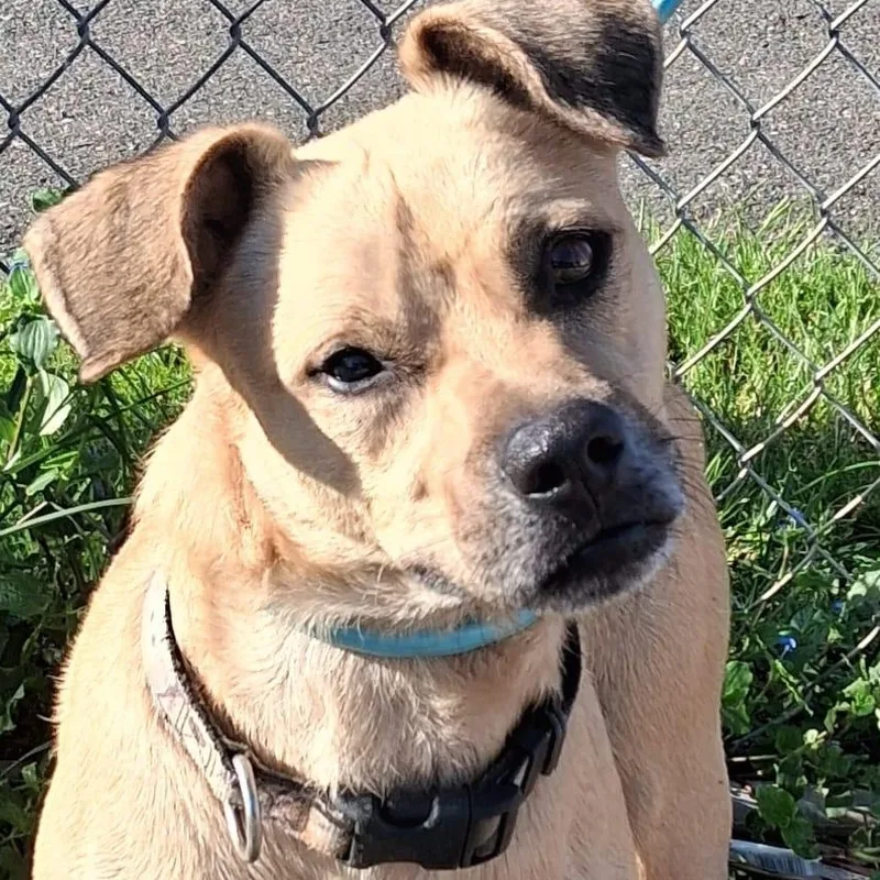 A young medium-sized male Apricot / Beige Labrador Retriever dog named Bobby Ray for adoption in New York, NY