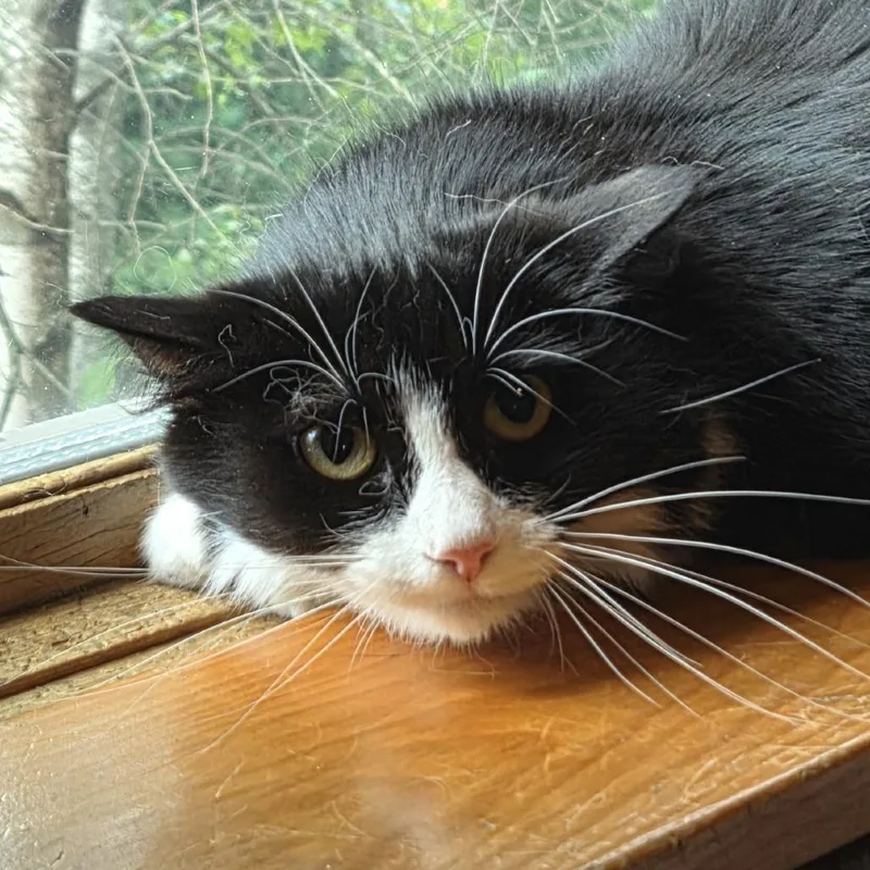 An adult medium-sized female Black Domestic Long Hair cat named Mickey for adoption in Brimfield, MA