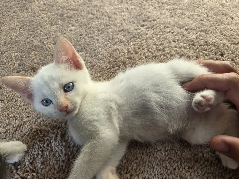 A baby small-sized female Domestic Short Hair cat named Casper for adoption in Dixon, CA