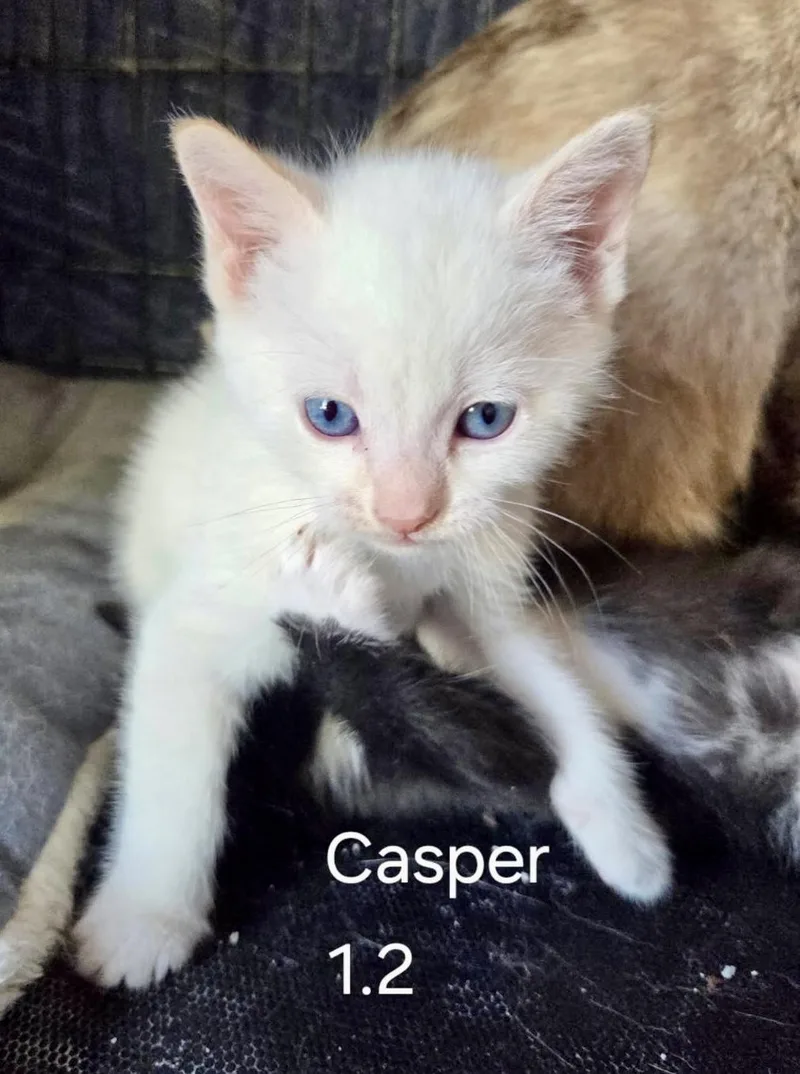 Casper thumbnail 3