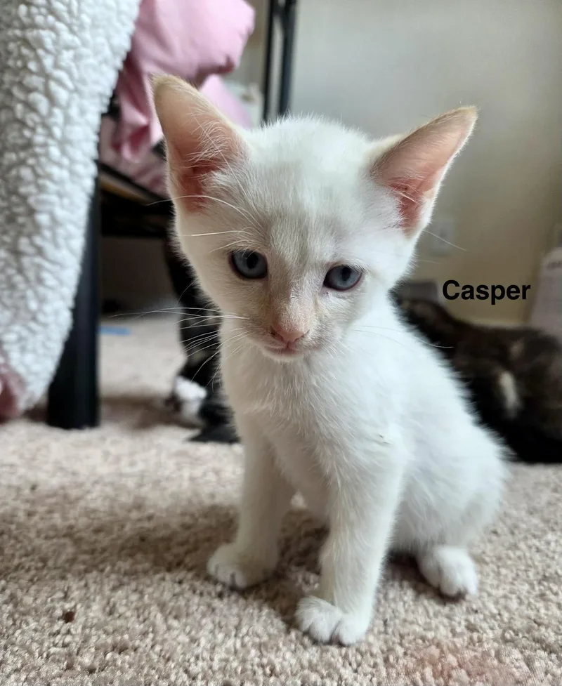 Casper thumbnail 4