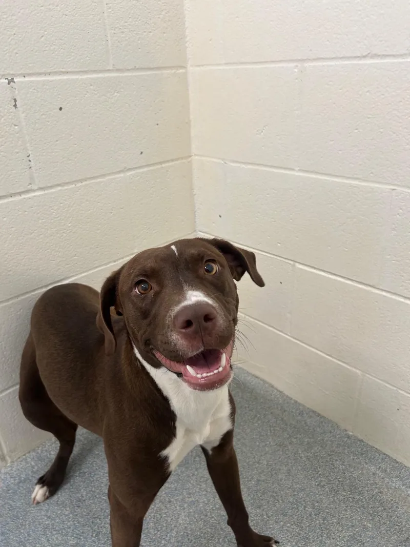 A young medium-sized female Brown / Chocolate Mixed Breed dog named Bunny for adoption in St. Joseph, MI